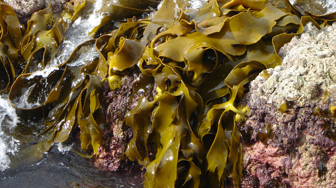 Kahverengi yosunun sırlarını açığa çıkardılar