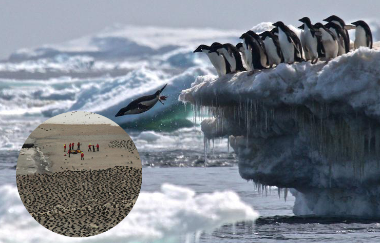 Antarktika'da 1,5 milyonluk yeni penguen sürüsü keşfedildi