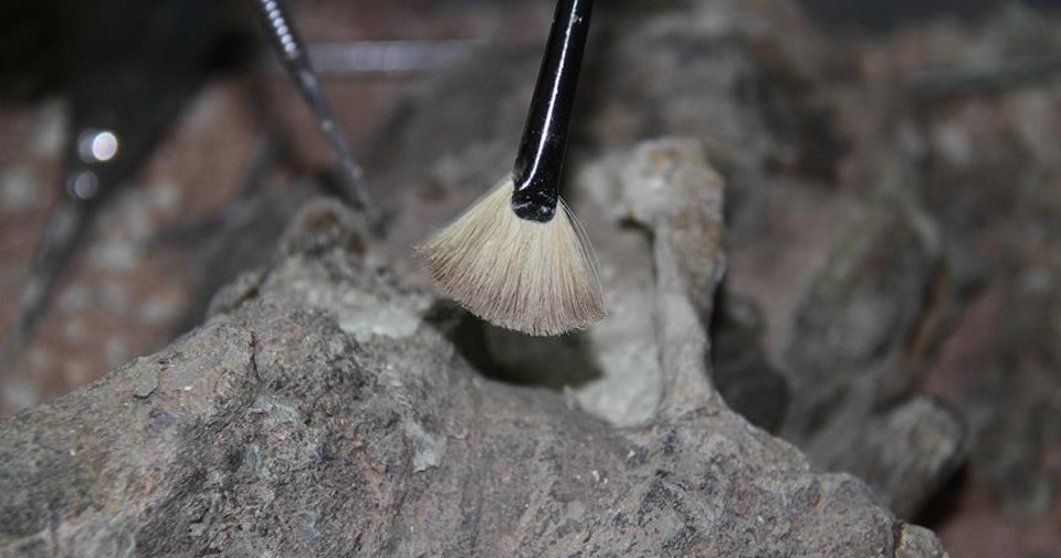 127 milyon yıllık kuş fosili bulundu