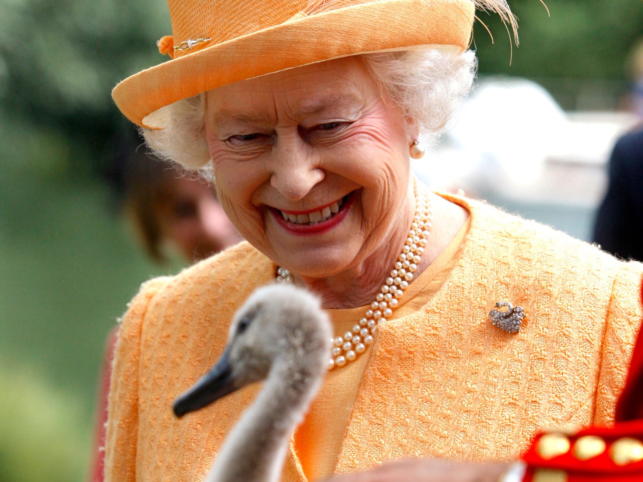 Kraliçenin kuğuları öldürüldü