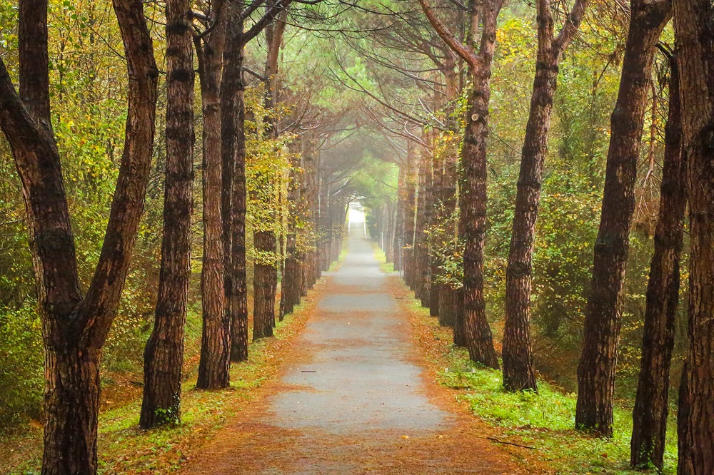 İstanbul’da Vakit Geçirebileceğiniz Park ve Ormanlar