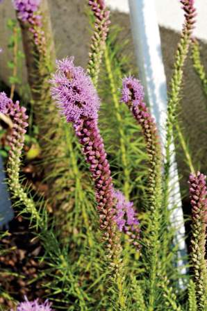 Düşlerin gerçeğe dönüştüğü evler