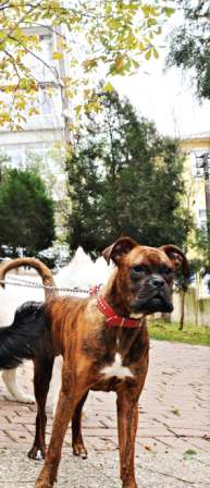 Siz işe köpeğiniz gezmeye