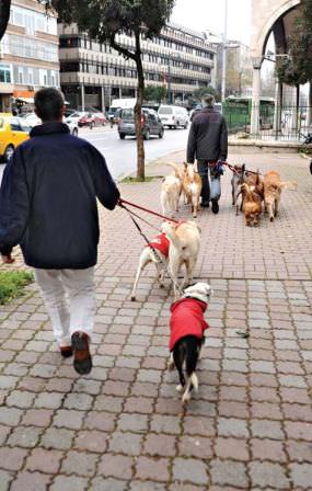 Siz işe köpeğiniz gezmeye