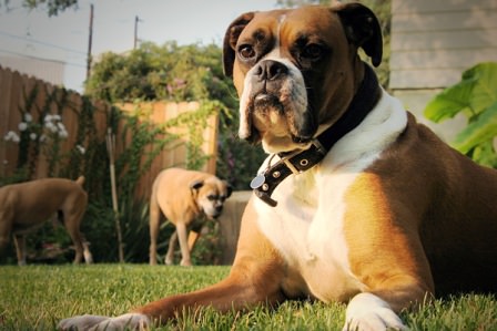 Siz işe köpeğiniz gezmeye