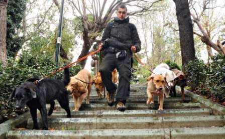 Siz işe köpeğiniz gezmeye