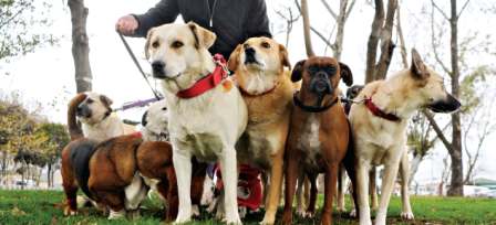 Siz işe köpeğiniz gezmeye