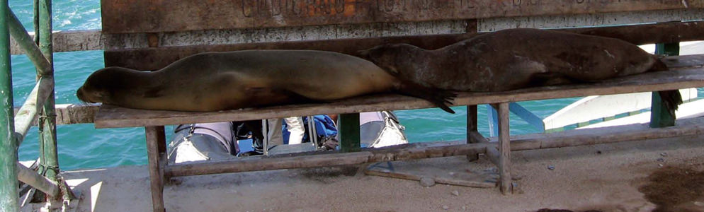 Doğal hayvanat bahçesi: Galapagos