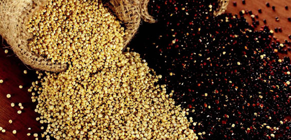 Antik çağların tahılı "Kinoa" moda oldu!