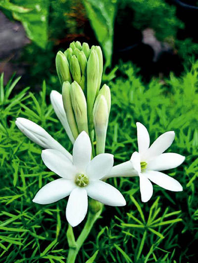 Parfüm nasıl yaratılır,neler içerir?