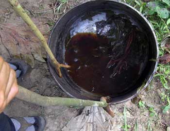 Ayahuasca çayının sırrı