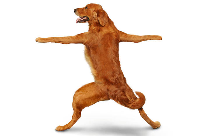 Yoga yapan köpekler