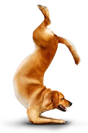 Yoga yapan köpekler