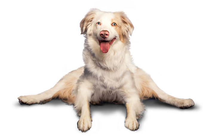 Yoga yapan köpekler