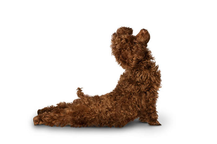 Yoga yapan köpekler