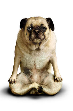 Yoga yapan köpekler