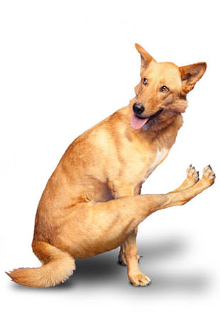 Yoga yapan köpekler