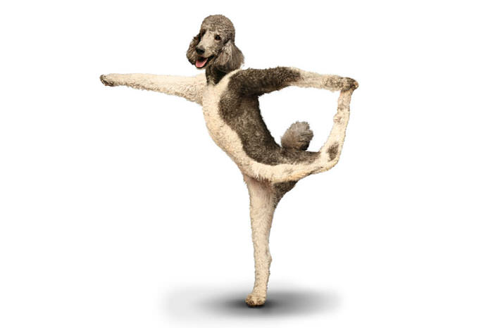 Yoga yapan köpekler