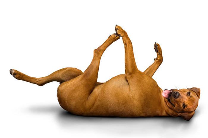 Yoga yapan köpekler