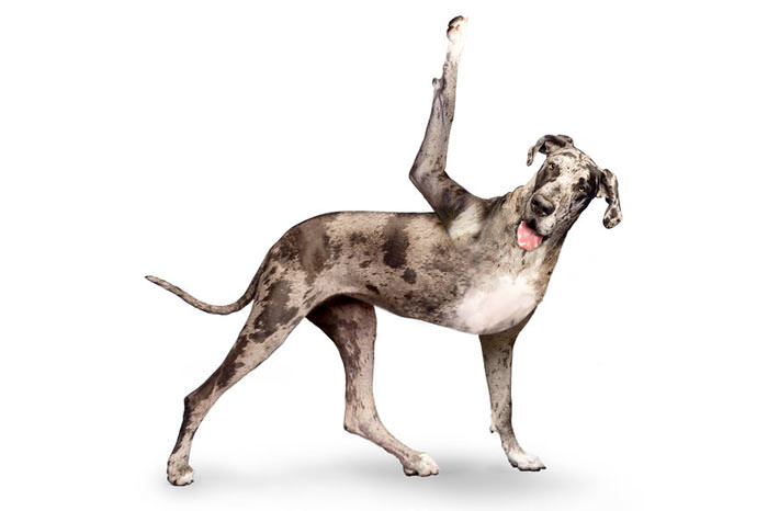 Yoga yapan köpekler