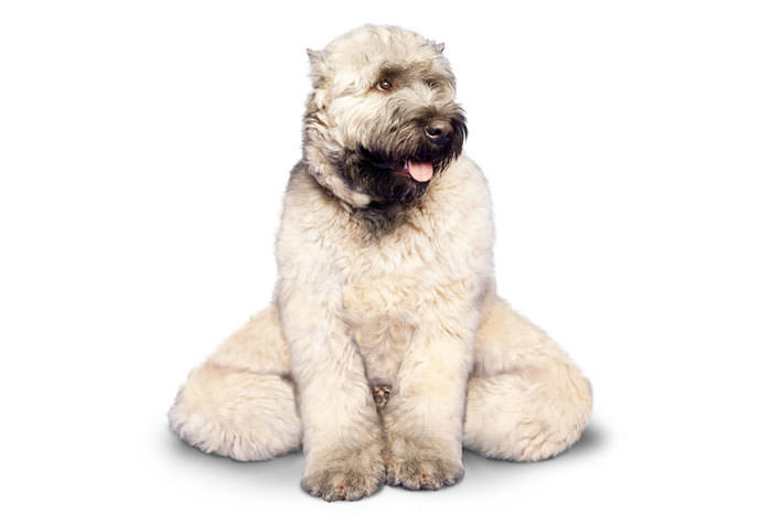 Yoga yapan köpekler