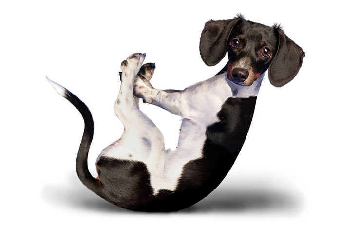 Yoga yapan köpekler