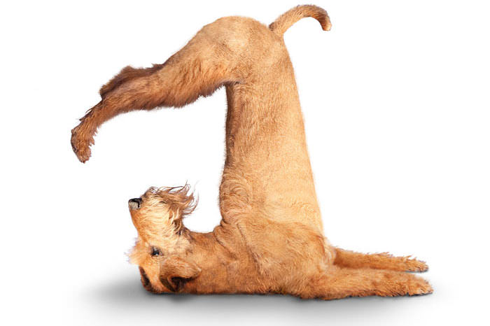 Yoga yapan köpekler