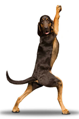 Yoga yapan köpekler