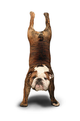 Yoga yapan köpekler