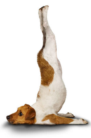Yoga yapan köpekler