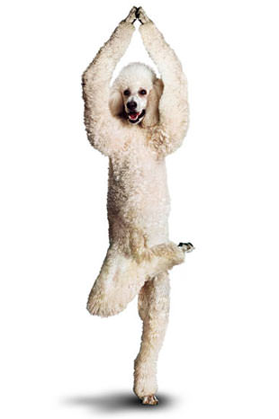 Yoga yapan köpekler