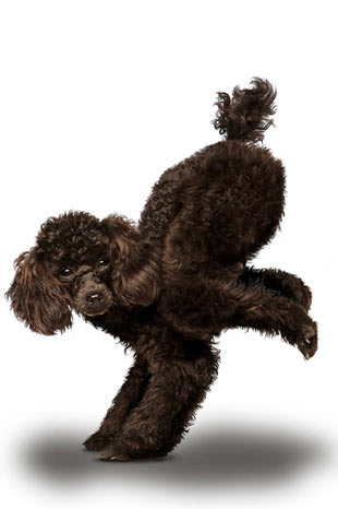 Yoga yapan köpekler