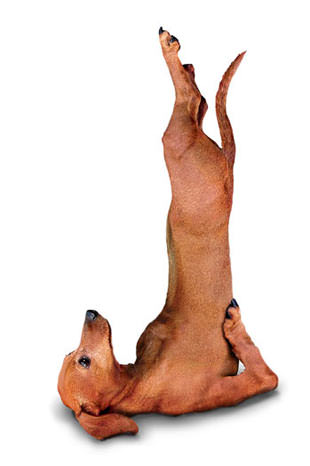 Yoga yapan köpekler