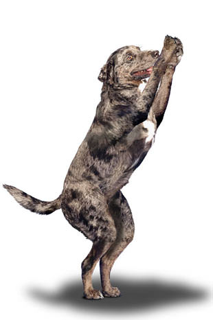 Yoga yapan köpekler