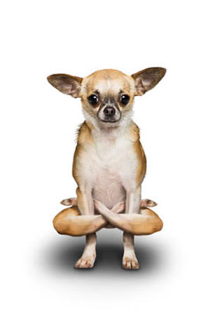 Yoga yapan köpekler