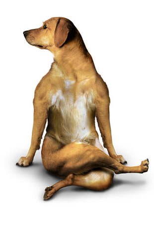 Yoga yapan köpekler