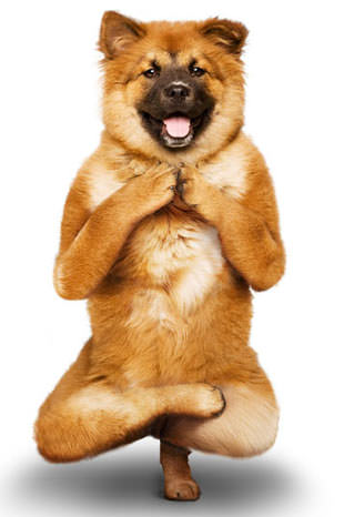 Yoga yapan köpekler