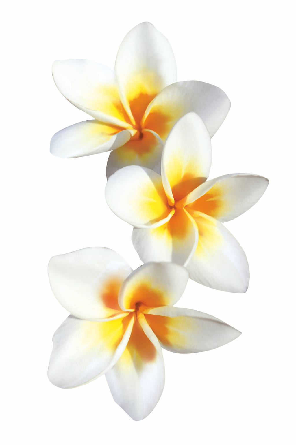 Matrix Biolage ailesiyle tanışma zamanı!