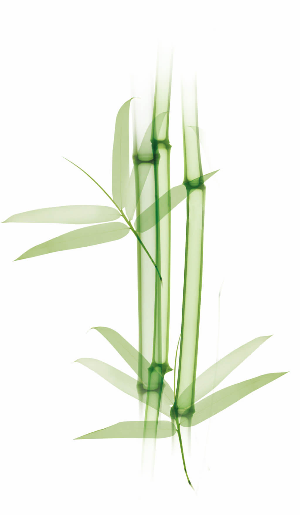 Matrix Biolage ailesiyle tanışma zamanı!