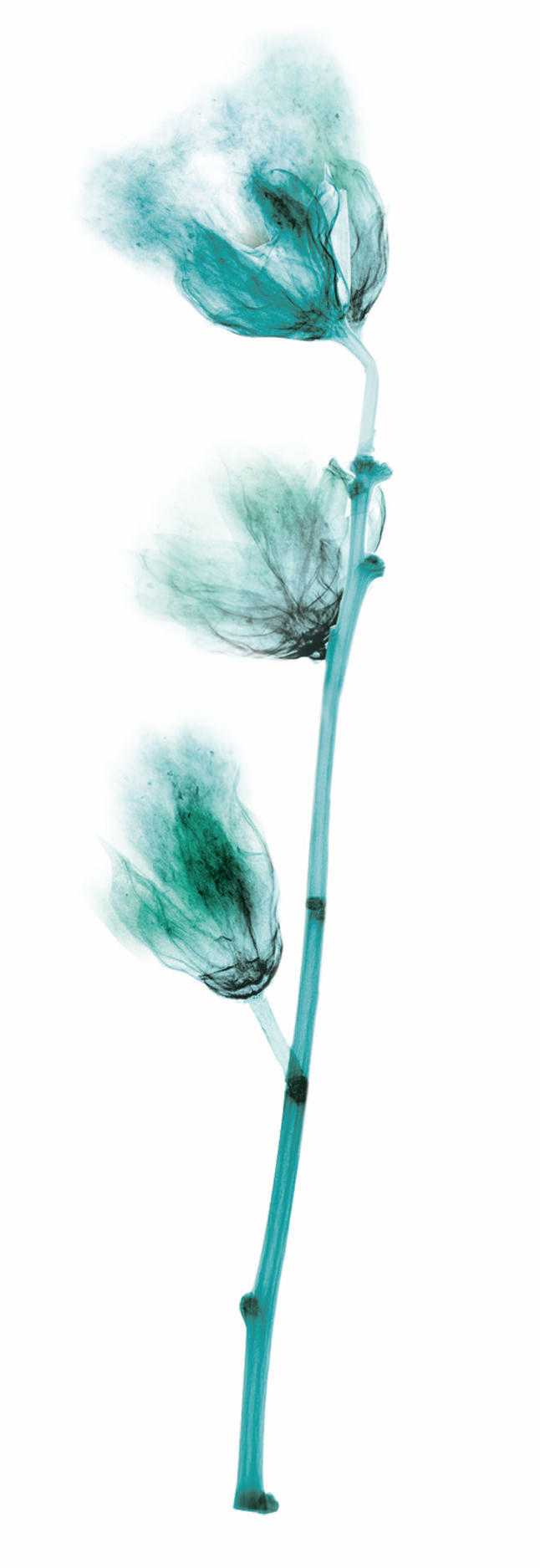 Matrix Biolage ailesiyle tanışma zamanı!