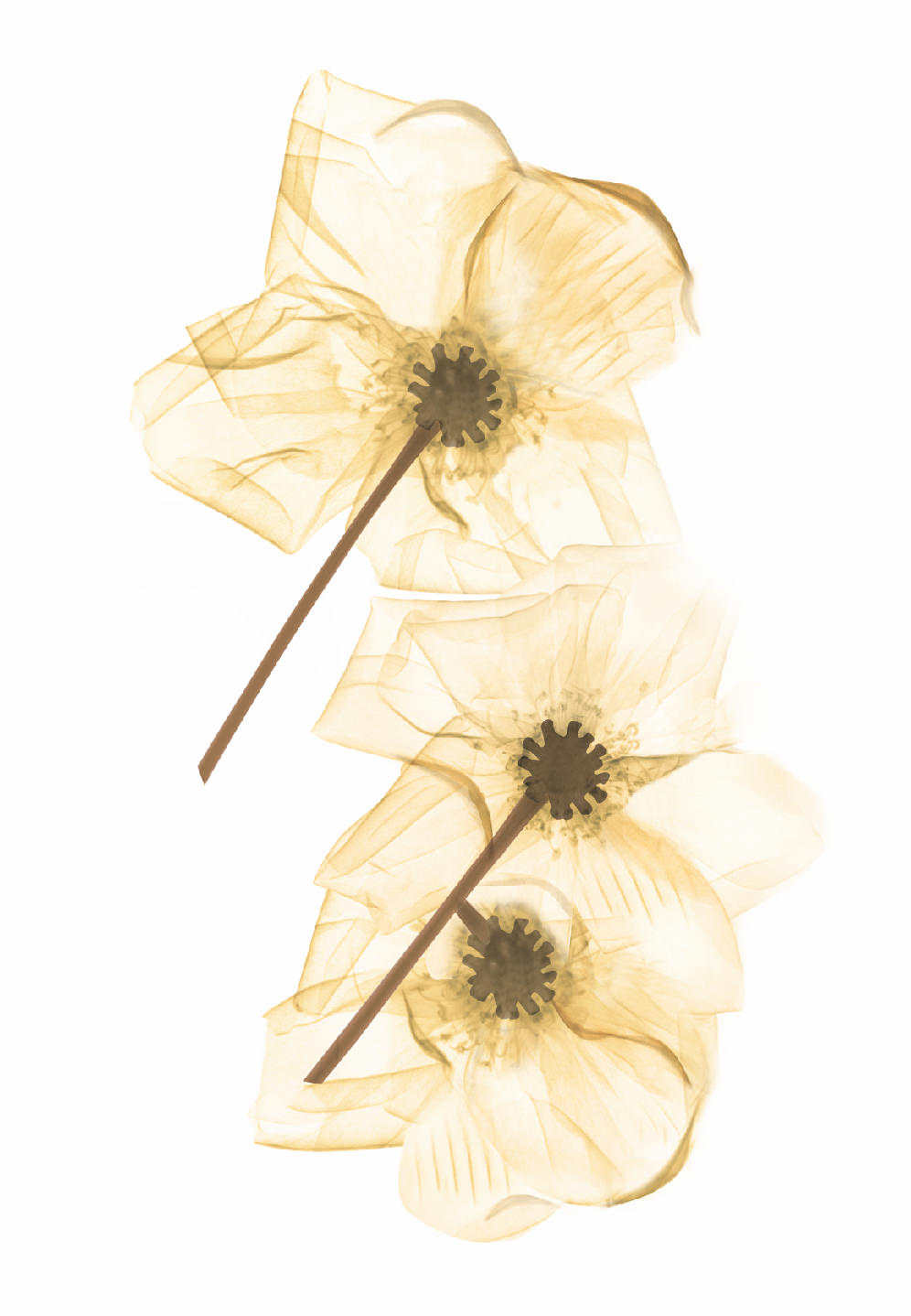 Matrix Biolage ailesiyle tanışma zamanı!