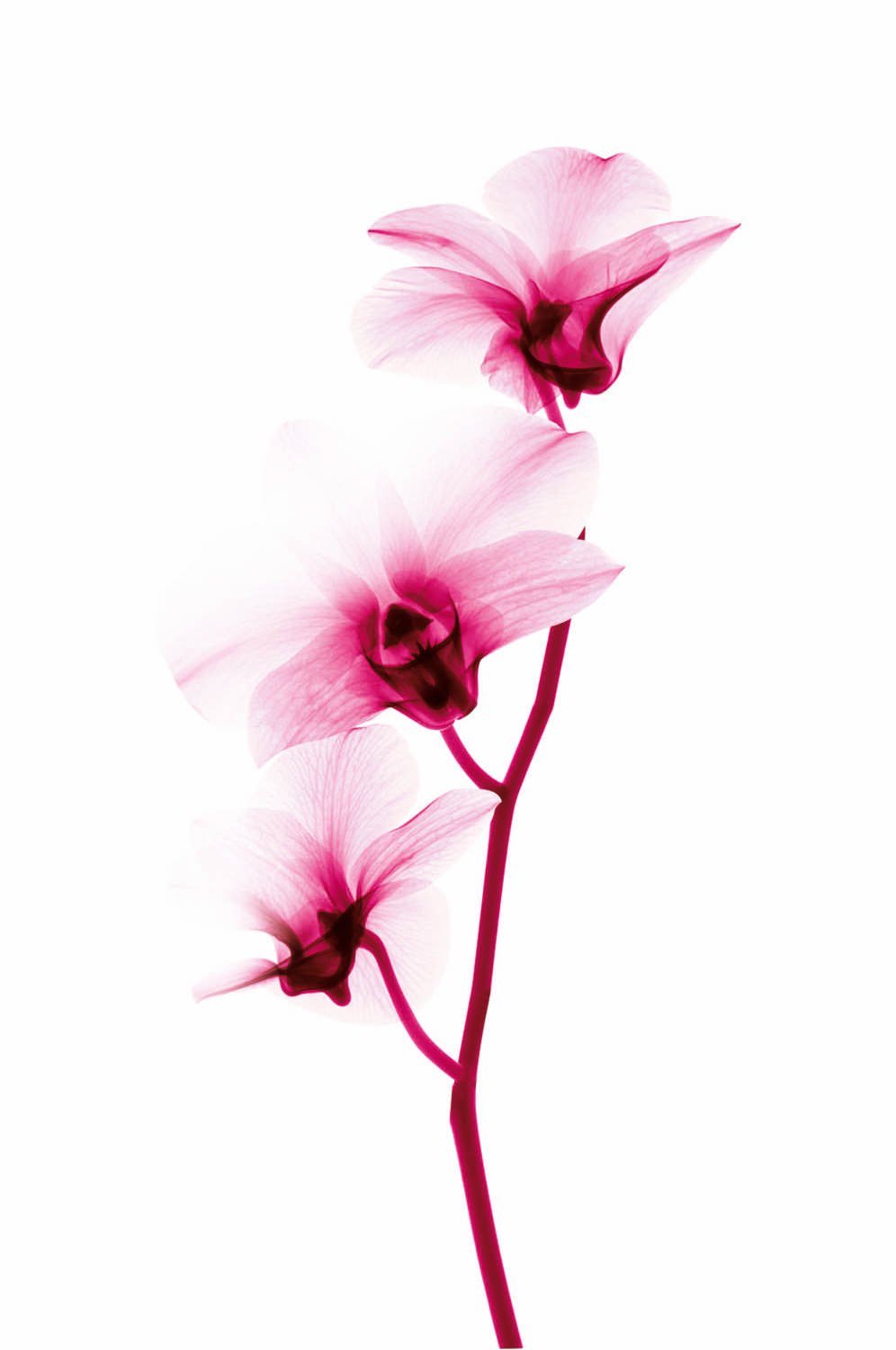 Matrix Biolage ailesiyle tanışma zamanı!