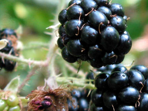 Gençleştiren yaz meyveleri