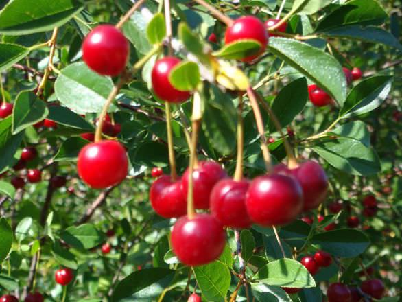 Uykusuzluğa ve kalbe iyi gelen meyve