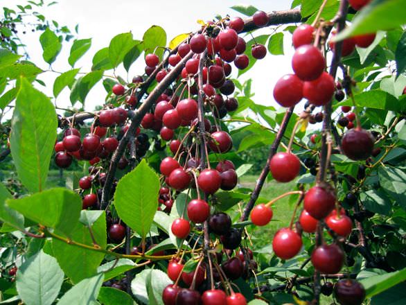 Uykusuzluğa ve kalbe iyi gelen meyve