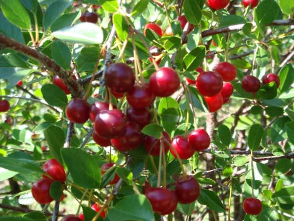 Uykusuzluğa ve kalbe iyi gelen meyve