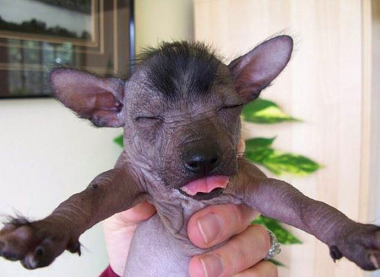 Nadir bulunan köpek türleri