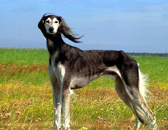 Nadir bulunan köpek türleri