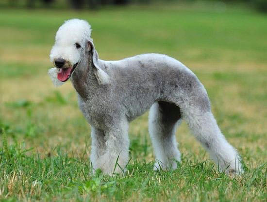 Nadir bulunan köpek türleri