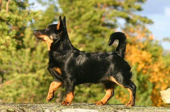 Nadir bulunan köpek türleri